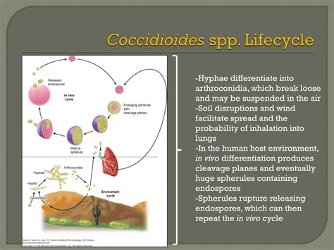 Ppt Disseminated Coccidioidomycosis Powerpoint Presentation Free