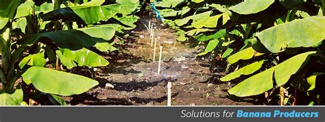 Irrigation Solutions for Banana Producers | Senninger Irrigation