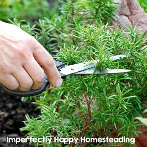 Everything You Need to Know About Growing Rosemary