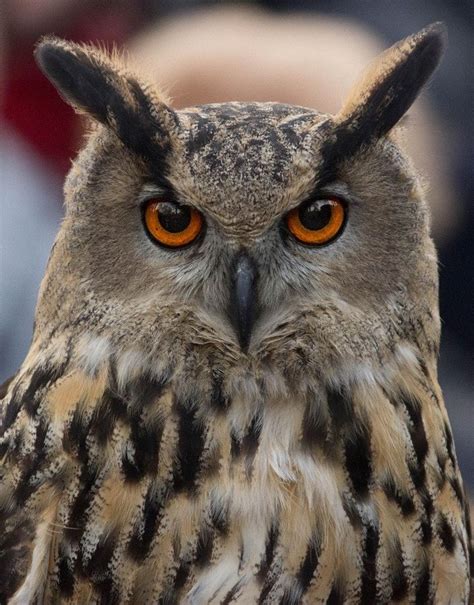 Owl Portrait By Christophe Buyck Photo Px Owl