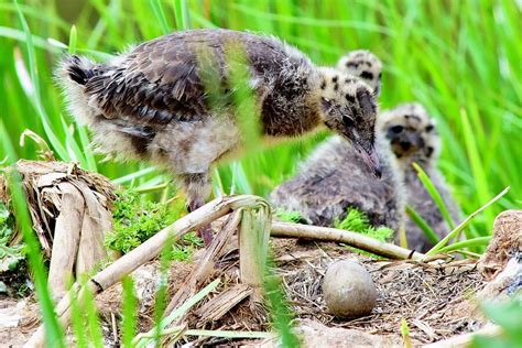 Black Headed Gull Nest With Chicks And Egg Photograph By Neil R Finlay