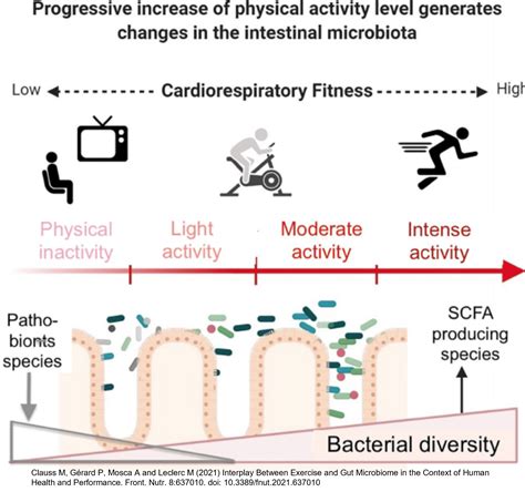 Relaci N Entre El Ejercicio Y La Microbiota Intestinal En El Contexto