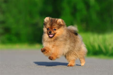 Zwergspitz Charakter Haltung Pflege Des Pomeranian