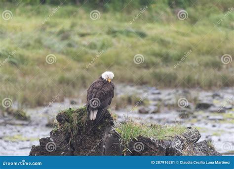 Photograph Of A Bald Eagle Perched On A Rock In Its Natural Habitat