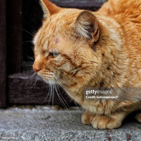 156 Alupka Stock Photos, High-Res Pictures, and Images - Getty Images