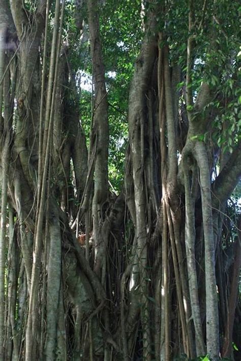 Holy Banyan Tree - In Hinduism, the leaf of the Banyan tree is said to be the resting place for ...