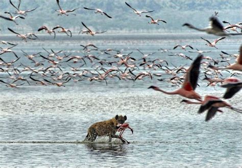 Millions of Pink Flamingos at Lake Nakuru