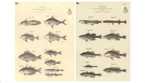 Fishes living in the River Murray and its tributaries, discovered and ...