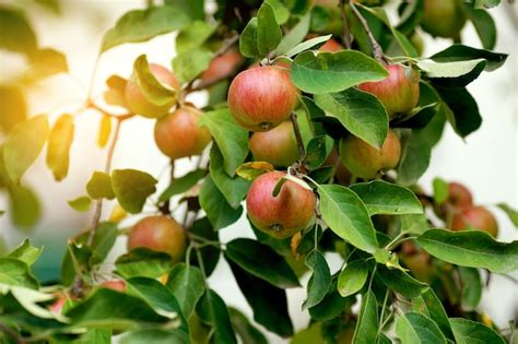 Manzanas Rojas En Rama De Manzano Foto Premium