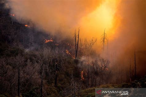 Kebakaran Area Hutan Nasional Di Los Angeles ANTARA News