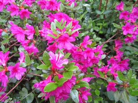 Jarvis House Pretty In Pink Spring Flowering Shrubs 2014 In The Jarvis