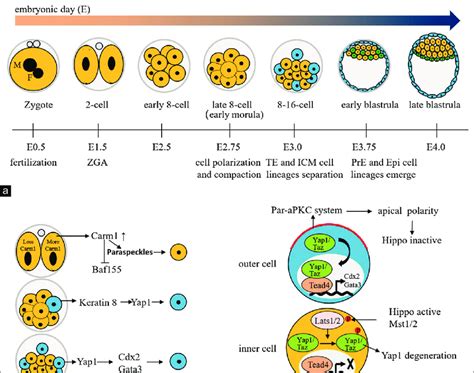 Specification Of Te Fate In Mice A Preimplantation Embryo