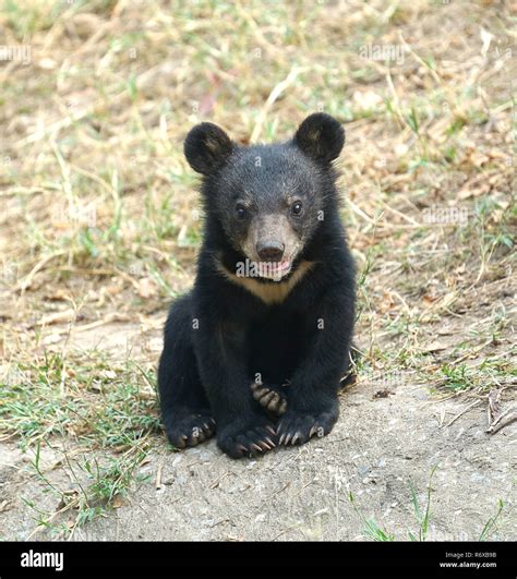 Black Bears Cubs