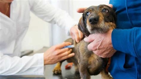 Quanto Costa Far Sopprimere Un Cane Il Prezzo Da Pagare Per Una Scelta