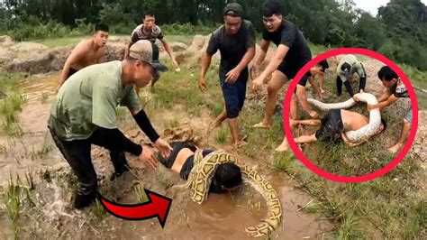 Omg😱 A Young Man Attacked By Giant Python Snakes Fish King Tv I Snake