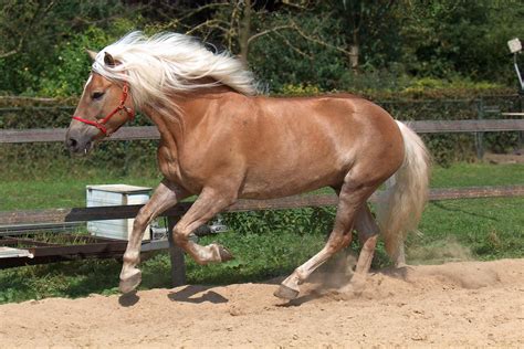 Haflinger Horse wallpaper | animals | Wallpaper Better