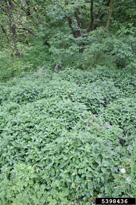 Upright Pellitory Parietaria Officinalis