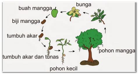 Ciri Ciri Makhluk Hidup Bagian Kedua Rumushitungcom