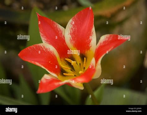 English garden flowers Stock Photo - Alamy