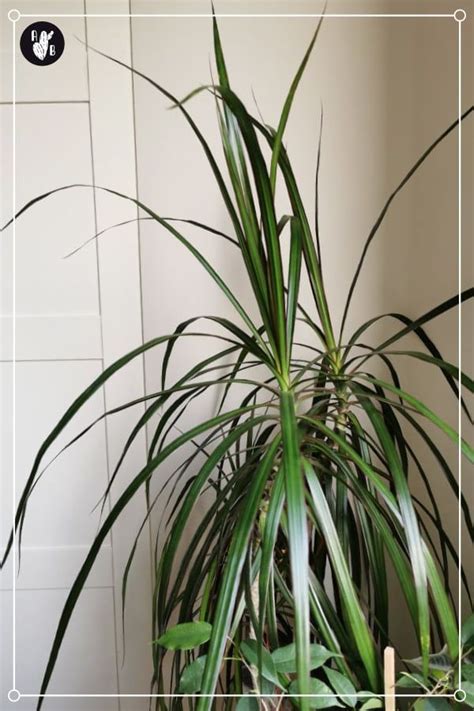 Dracaena Marginata Dragon Tree Plant Care Guide Apartment Buds