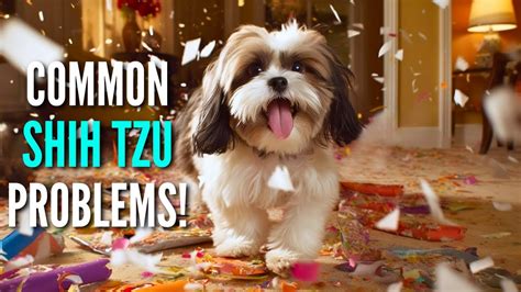 8 Common Behavior Problems In Shih Tzus And How To Fix Them FAST YouTube