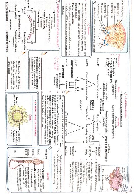 Solution Mind Map Human Reproduction Studypool