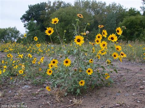 Helianthus petiolaris (Prairie Sunflower): Minnesota Wildflowers