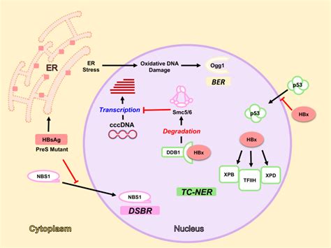 HBV Components Interact With DDR Pathways And Proteins HBx Arrests P53