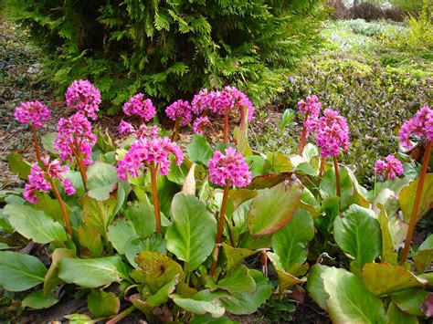 Bergenia cordifolia - Plant ID @ HCP