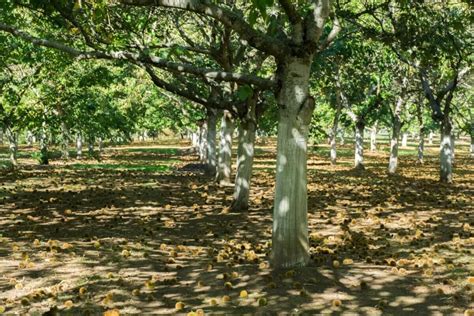 Planting, Growing, and Maintaining Chestnut Trees • Insteading