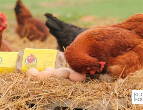 Huevos De Gallinas Felices La Producci N Obtiene De Crecimiento