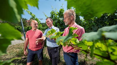 Radebeul Warum Weinanbau In S Chsischen Hausg Rten Immer Interessanter