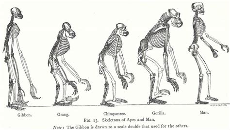 Evidence Of Human Evolution From Fossil Record Skeletons Stone Tools