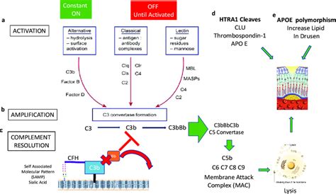 Polymorphisms In Complement Factors Htra1 And Apoe Lead To Drusen