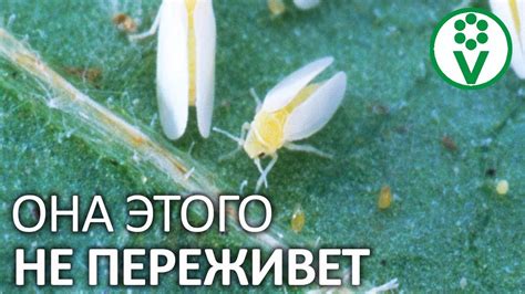 БОРЬБА С БЕЛОКРЫЛКОЙ НАЧИНАЕТСЯ ОСЕНЬЮ. Избавляемся от белокрылки на ...