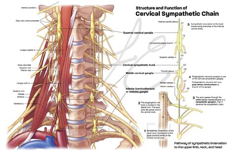 Cervical Sympathetic Chain