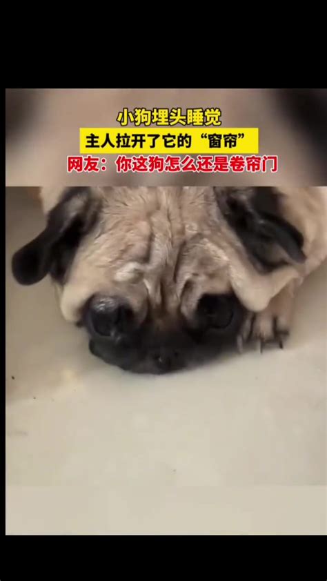 这狗子怎么还自带卷帘门呀？ 直播吧