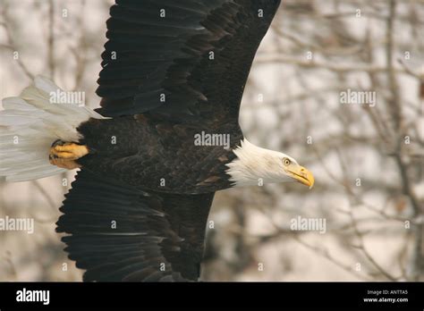 Bald eagles, Alaska Stock Photo - Alamy