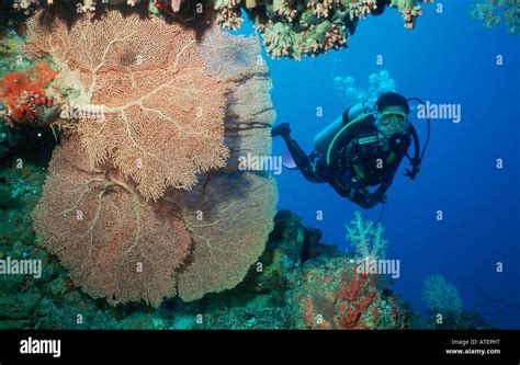 Diver at coral reef Stock Photo - Alamy