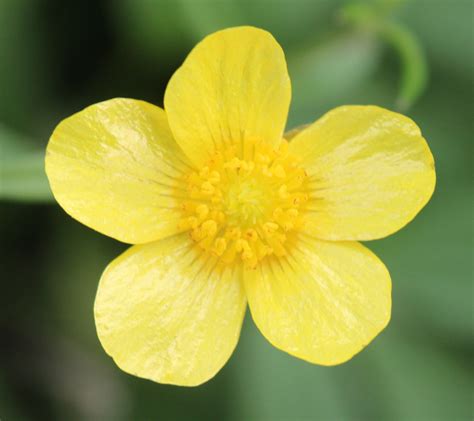 Buttercup Buttercup Flower Indoor Flowering Plants Bloom Blossom