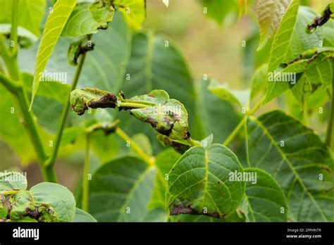 Walnut Anthracnose Or Walnut Black Spot Gnomonia Ophiognomonia