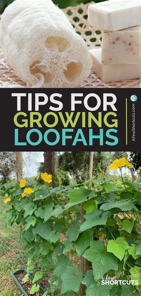 Tips For Growing Loofahs Luffas For Sponges Organic Gardening Tips