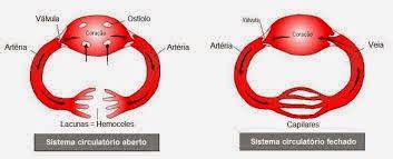 Sistema Circulatório Aberto E Fechado Humano - A Evolução dos Sistemas: Sistema Circulatório