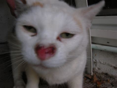 Veterinarian Answers Sores On Cat S Nose And Related Issues