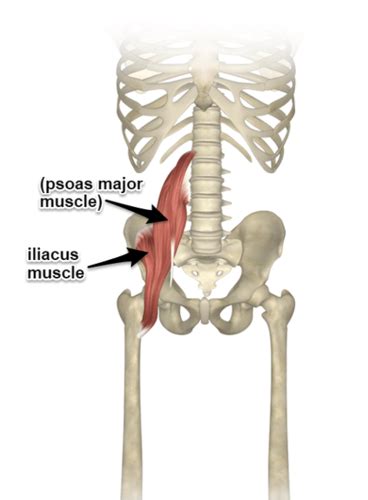 Iliac Crest Bone Grafting Flashcards Quizlet