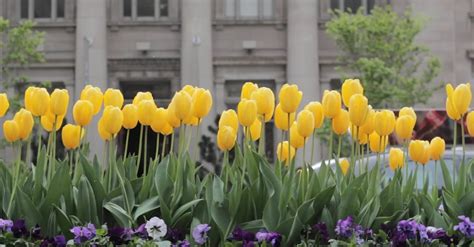 Yellow Tulips · Free Stock Video