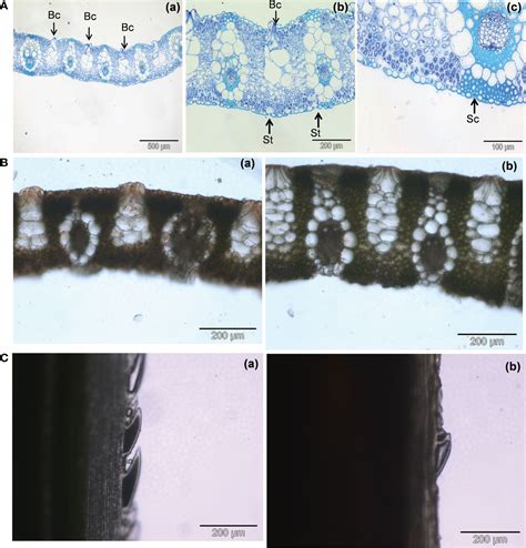 Frontiers Leaf Surfaces And Neolithization The Case Of Arundo Donax L