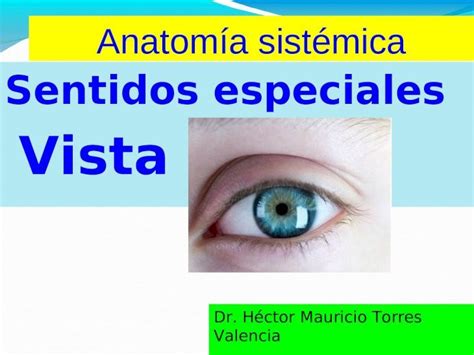 Silencio Horror Punto Muerto Anatomia Del Globo Ocular Y Sus Anexos