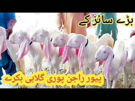 Pure Rajanpuri Gulabi Beautiful Big Size Breeder Low Price M Zubair