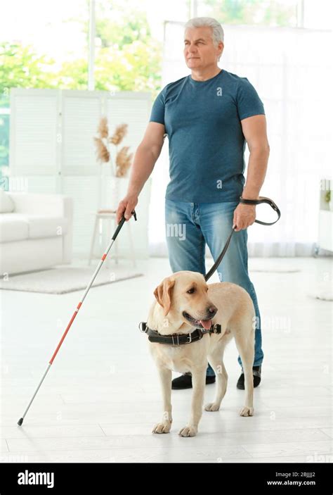 Seeing Eye Dog With Blind Person